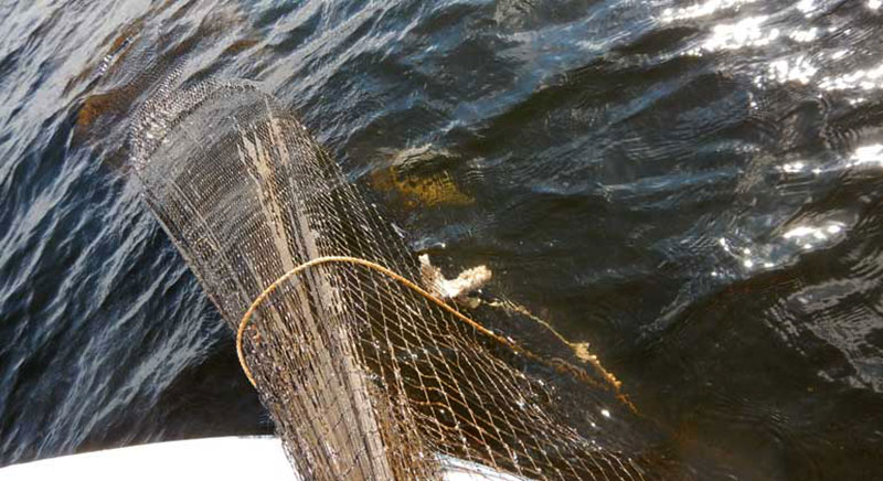 En ryssja med död och ruttnande fisk tas upp för beslag och destruktion. Foto: Länsstyrelsen