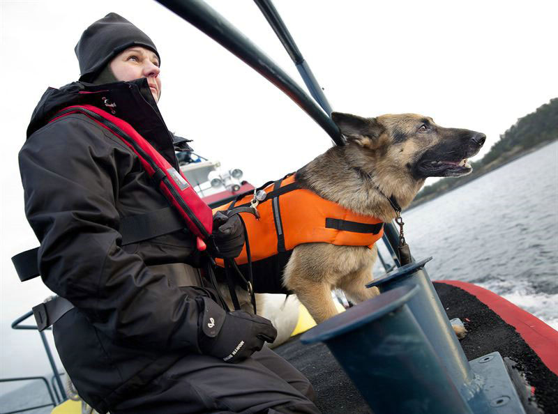 Schäfern Orka är Sveriges första sjöräddningshund