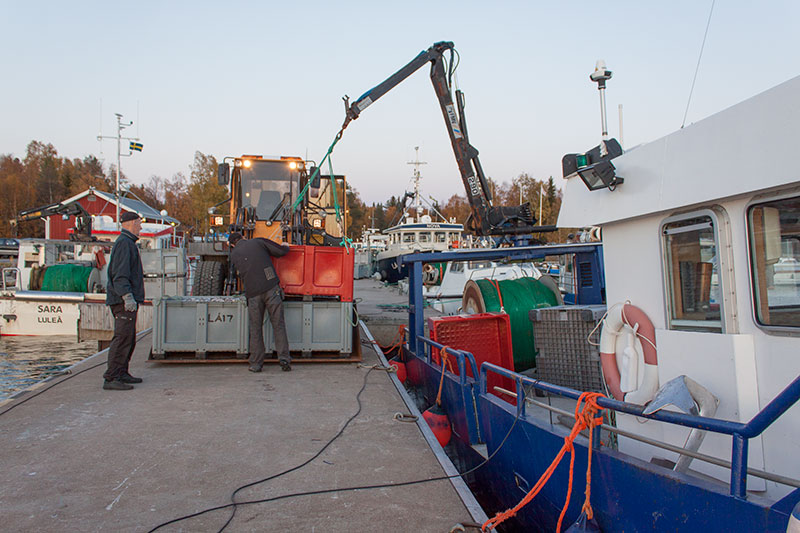 Liv och rörelse i Lövskärs fiskehamn