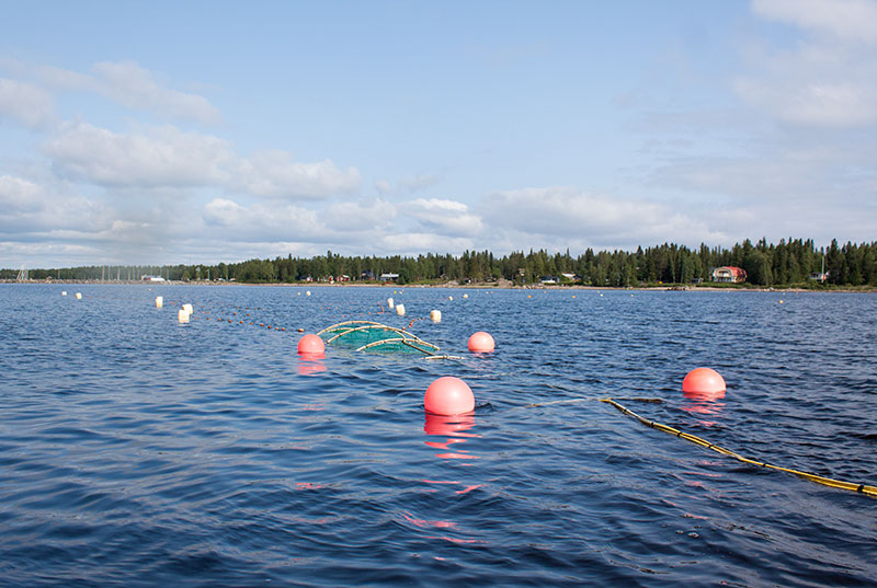 Laxfiske med bröderna Stålarmarm i Luleå skärgård