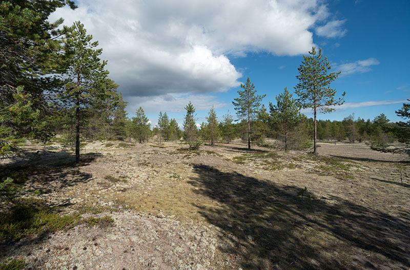 Bockön i Luleå skärgård