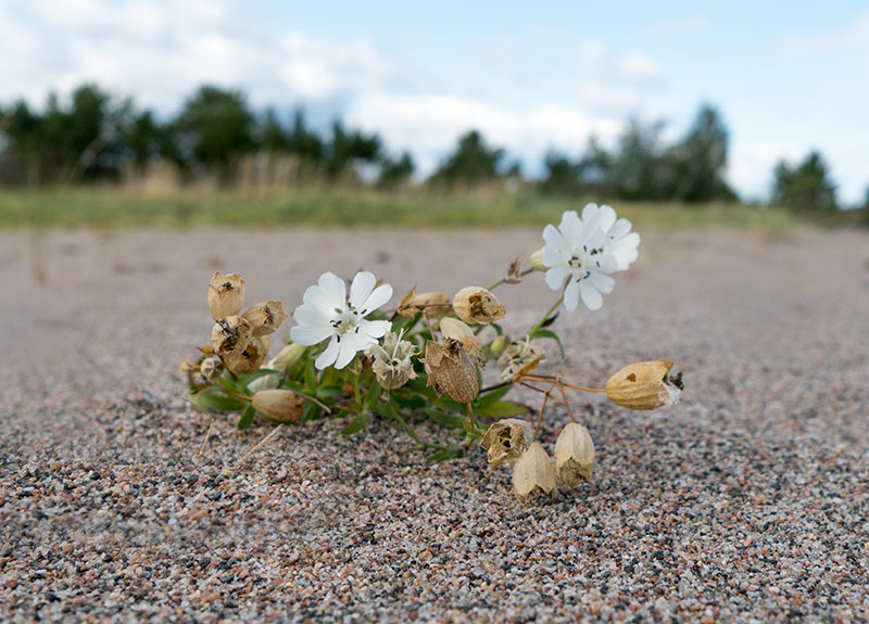 Naturreservatet Döman i Piteå skärgård