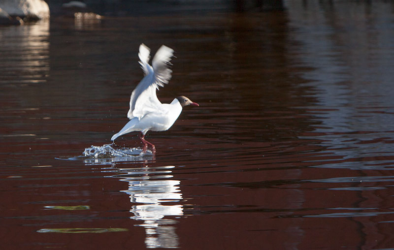 Furuholmen naturreservat i Luleå skärgård