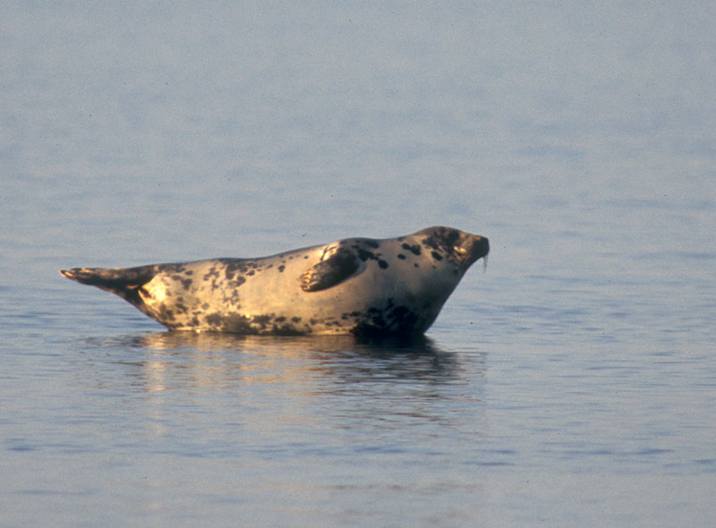 Brändöskär naturreservat i Luleå skärgård