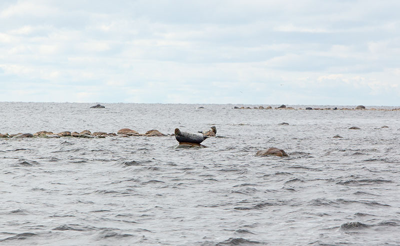 Naturreservatet Torne-Furö i Haparanda skärgård