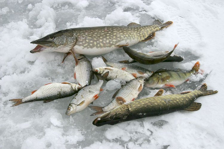 Isfiske i vinterskjærgården