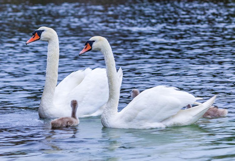 Naturreservat i Bottenviken