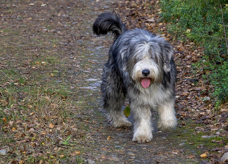 Experten varnar: Fästingar, huggormar och andra faror som lurar för hunden under våren