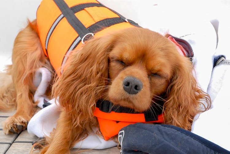 En billig säkerhetsinvestering kan rädda hunden till sjöss